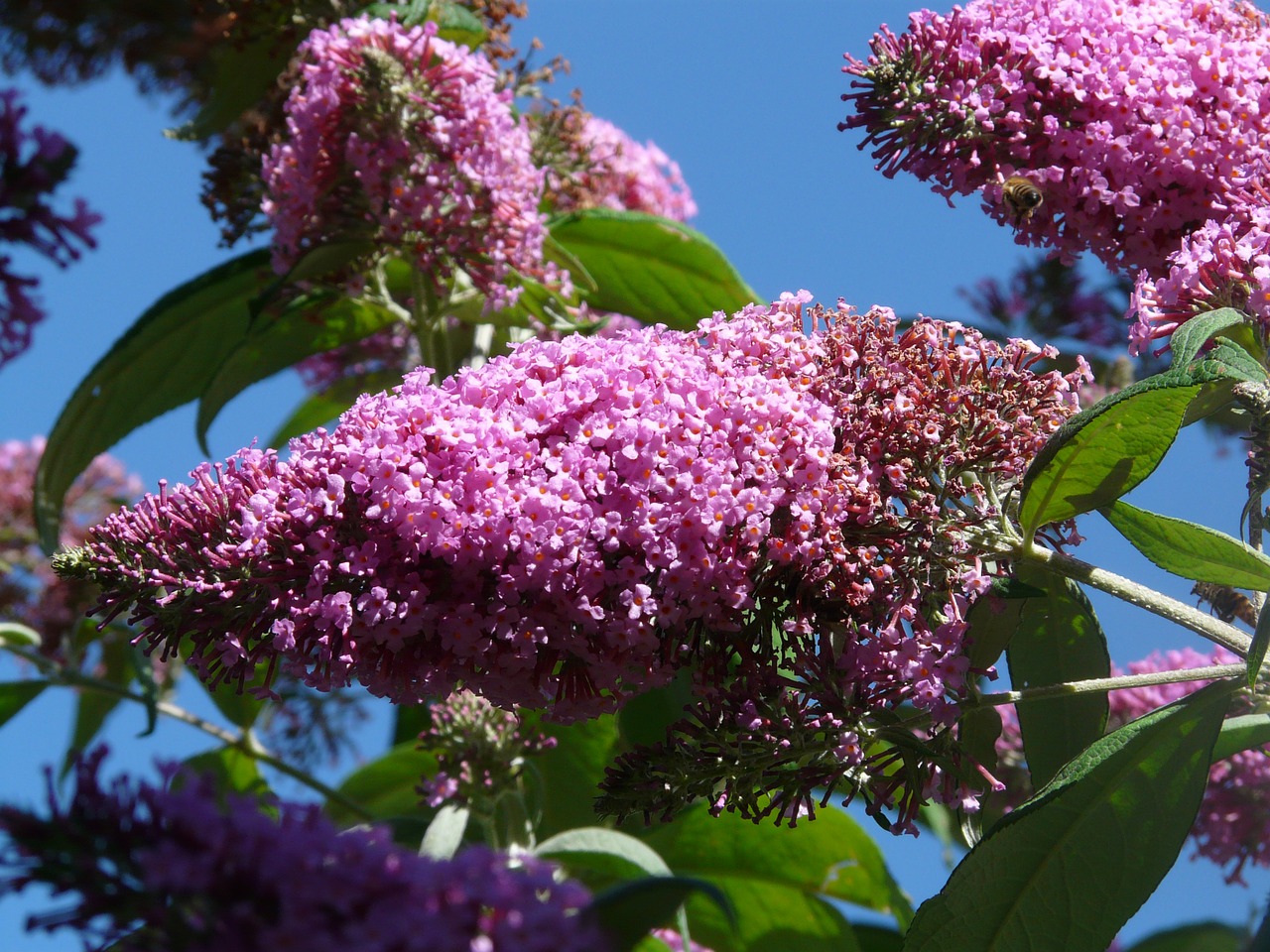 Buddléia de David, Arbre aux papillons