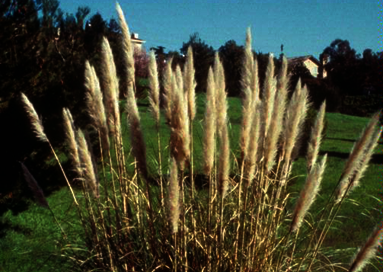 Herbe de la pampa