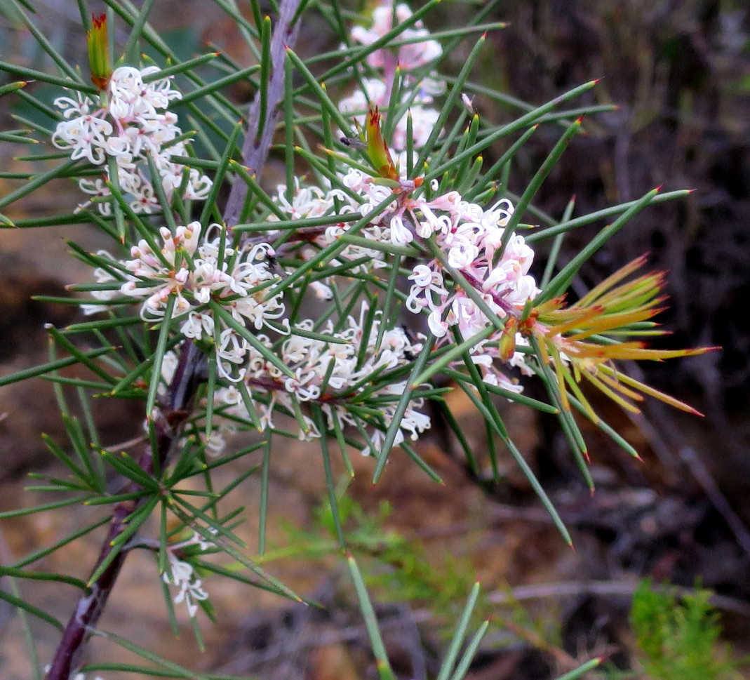 Hakea soyeux