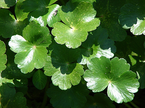 Hydrocotyle ranunculoides