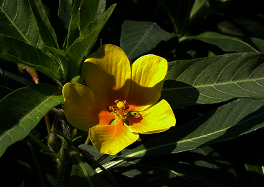 Ludwigie à grandes fleurs