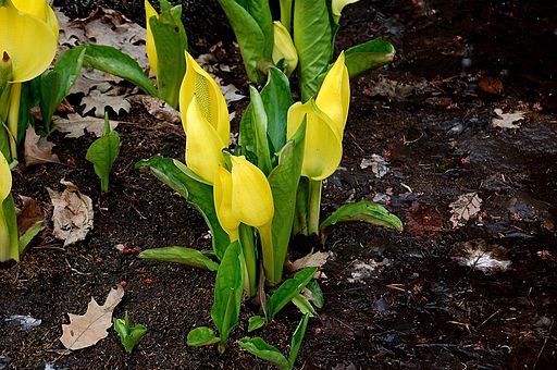 Faux-arum