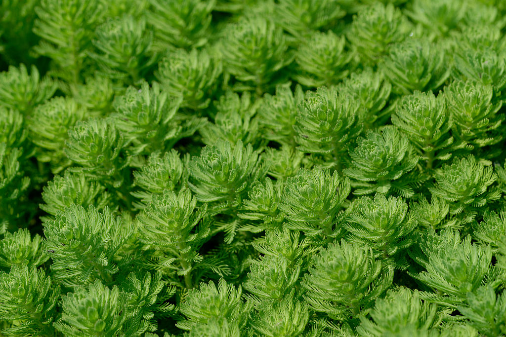 Myriophylle du Brésil