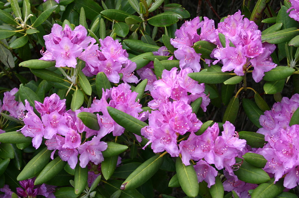 Rhododendron pontique