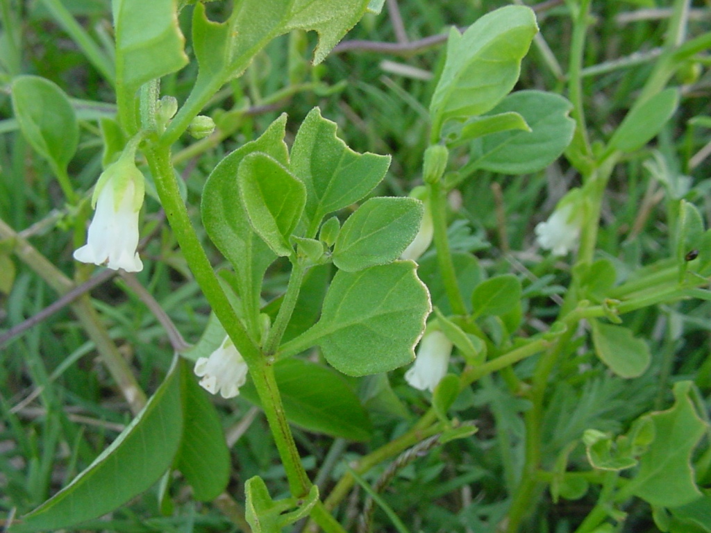 Muguet des pampas