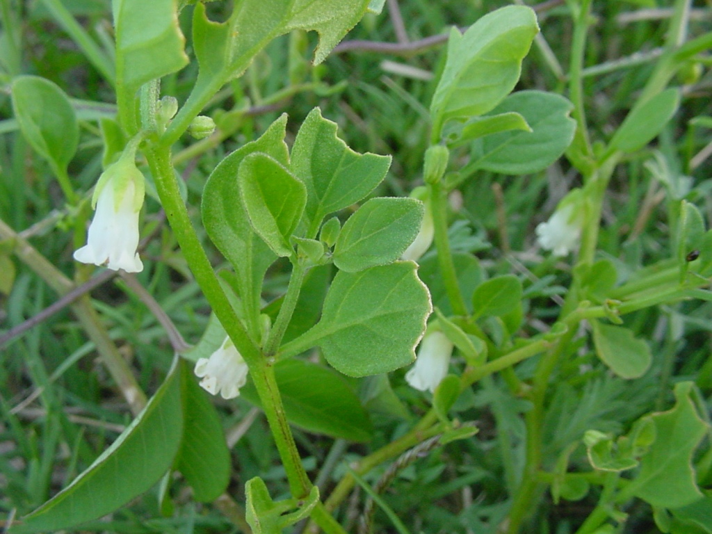 Muguet des pampas