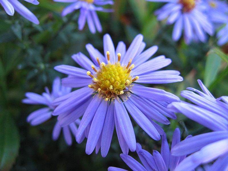 Aster lisse