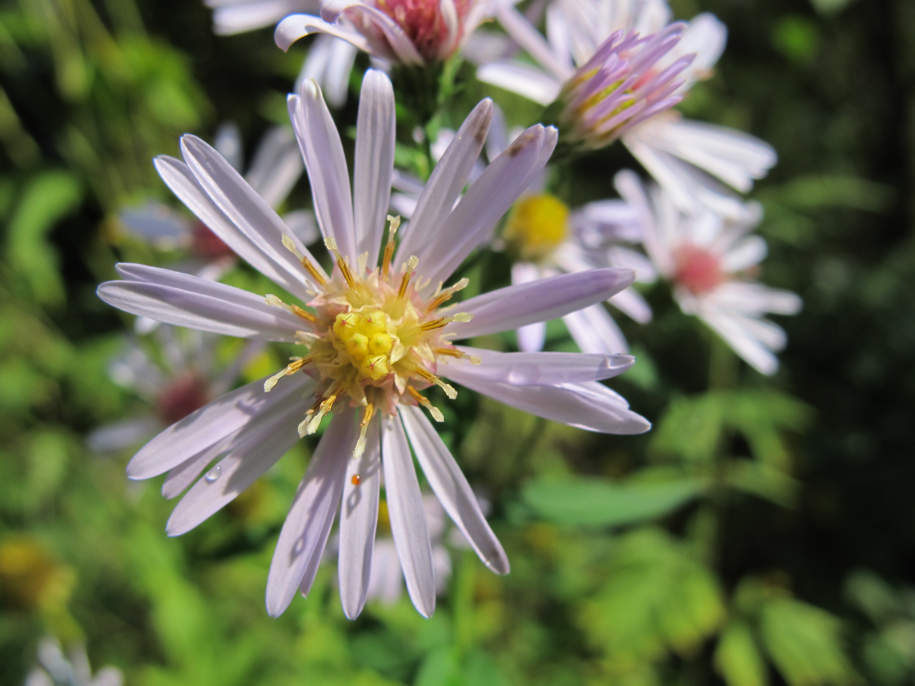 Aster à feuilles lancéolées