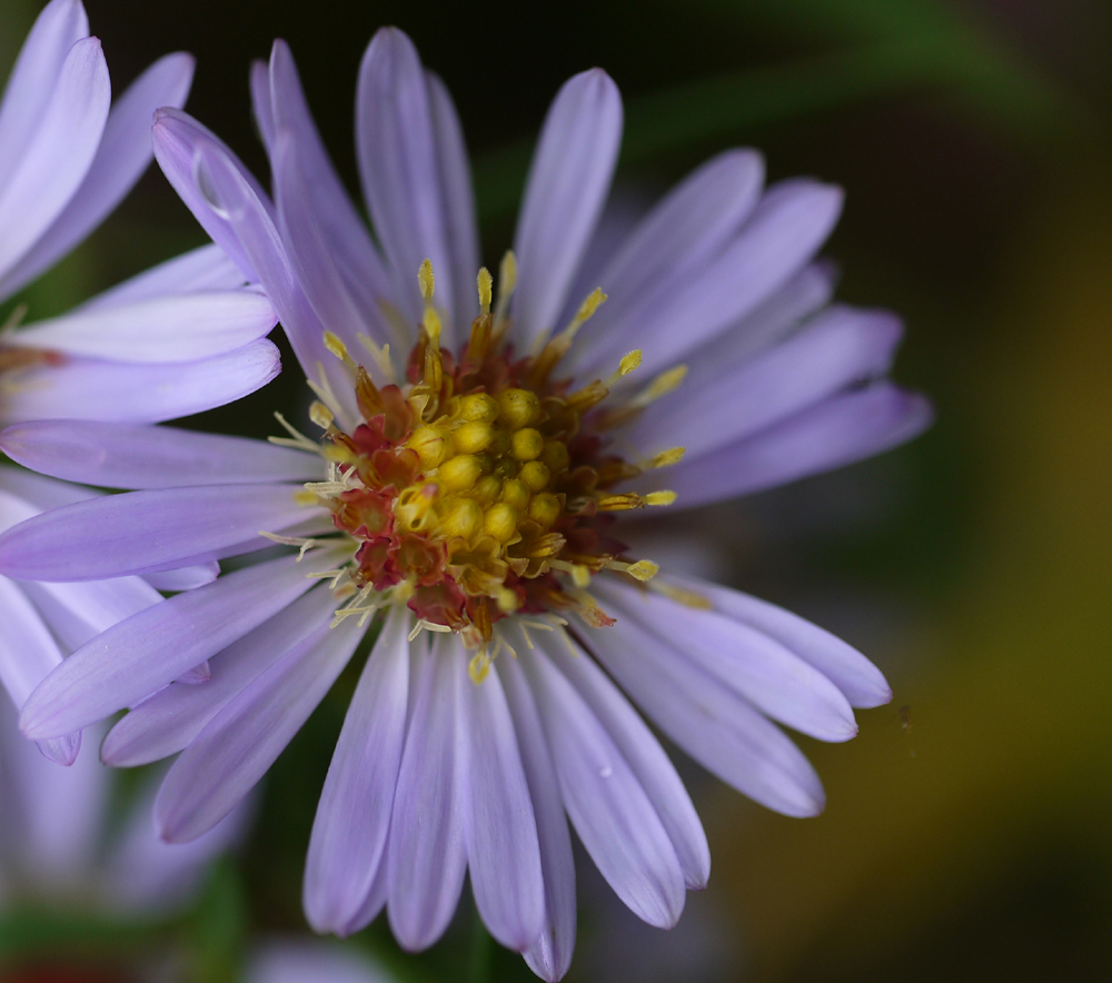 Aster de la Nouvelle-Belgique