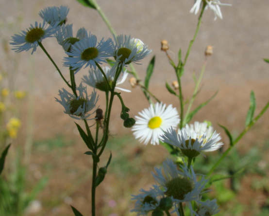 Aster écailleux