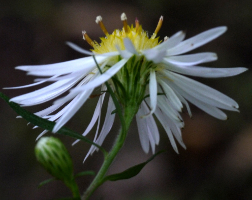 Aster à feuilles de saule