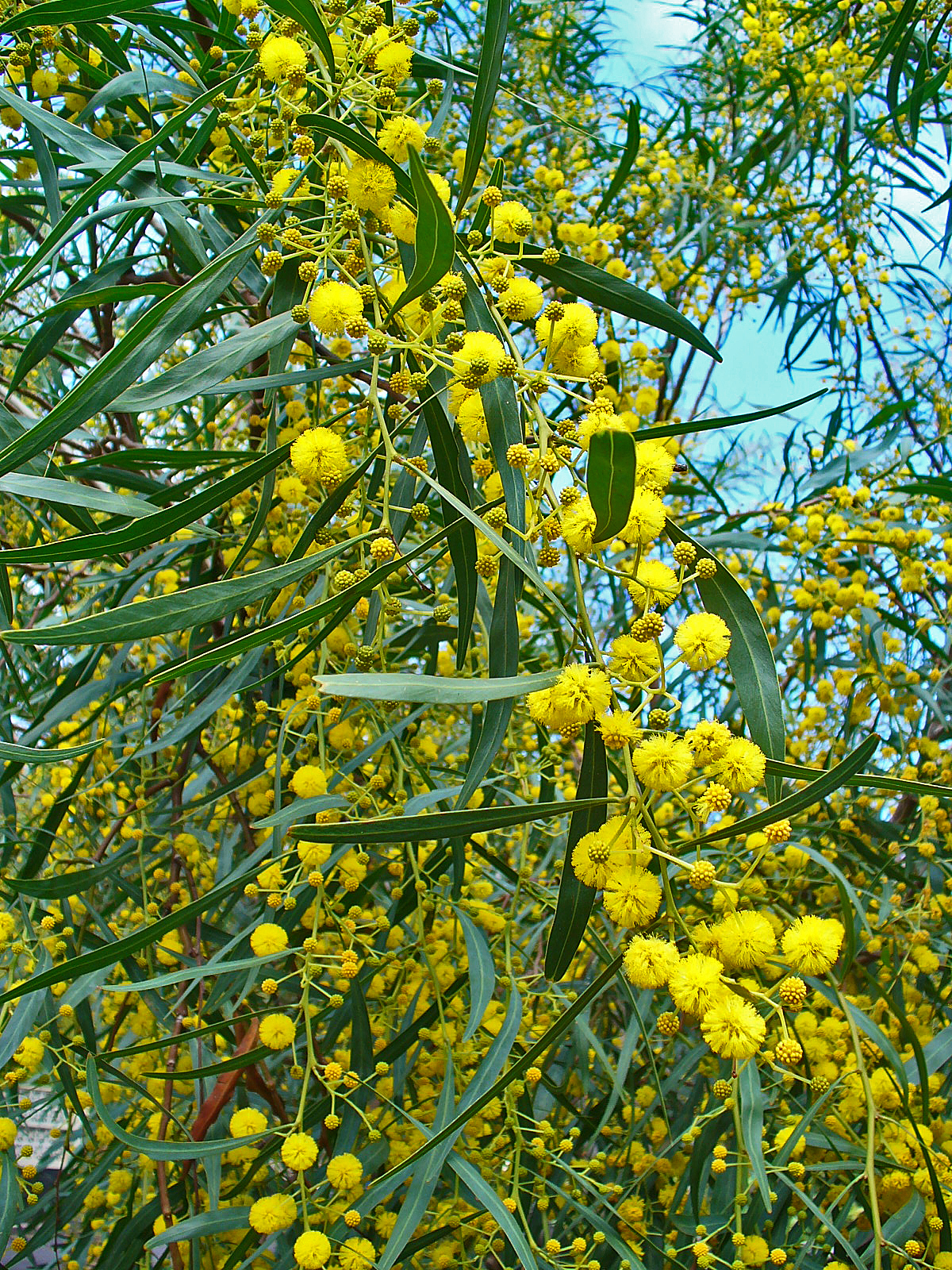 Mimosa bleuâtre