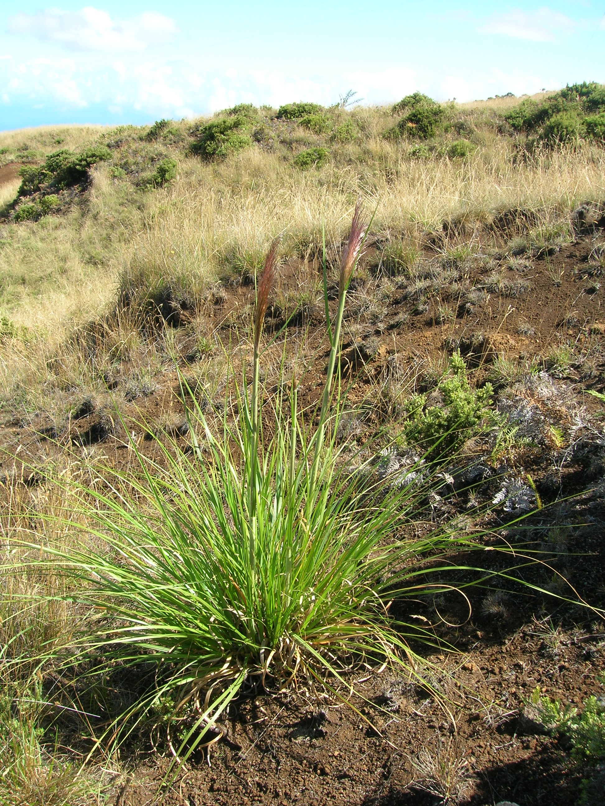 Herbe de la pampa pourpre