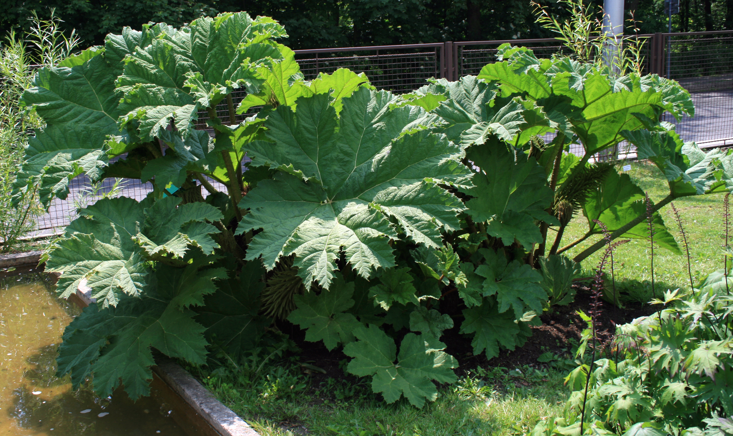 Rhubarbe géante du Chili