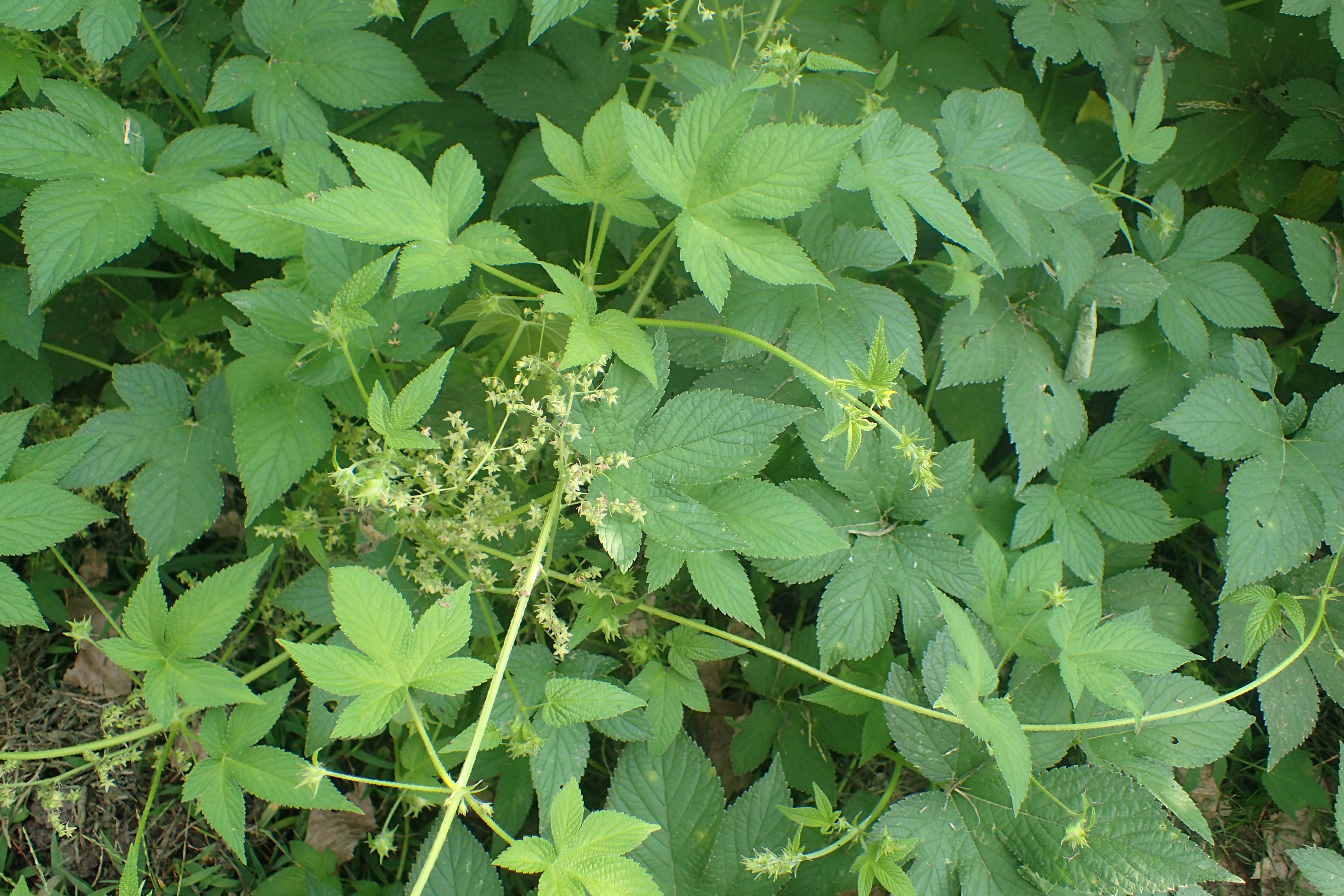 Houblon du Japon