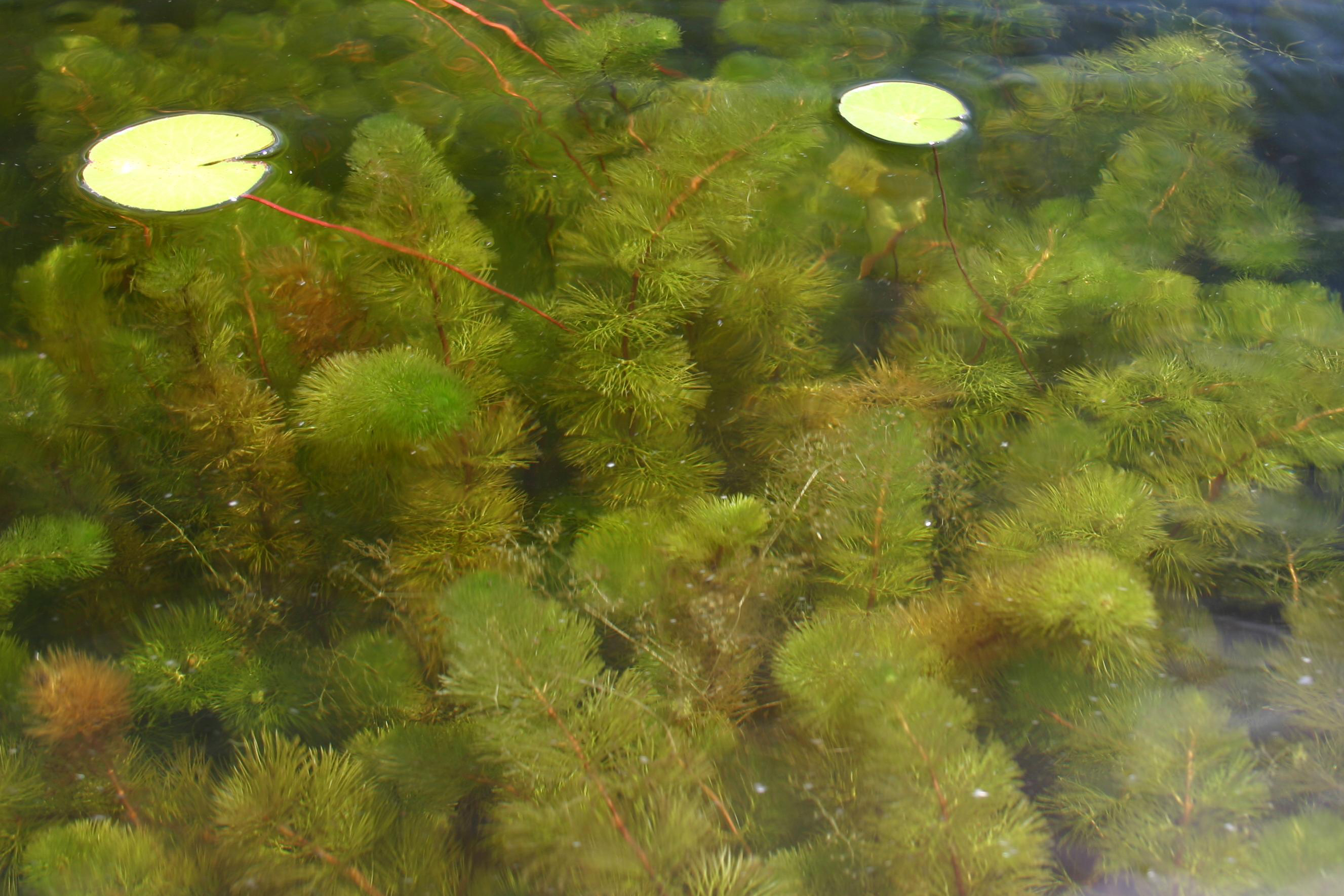 Myriophylle hétérophylle