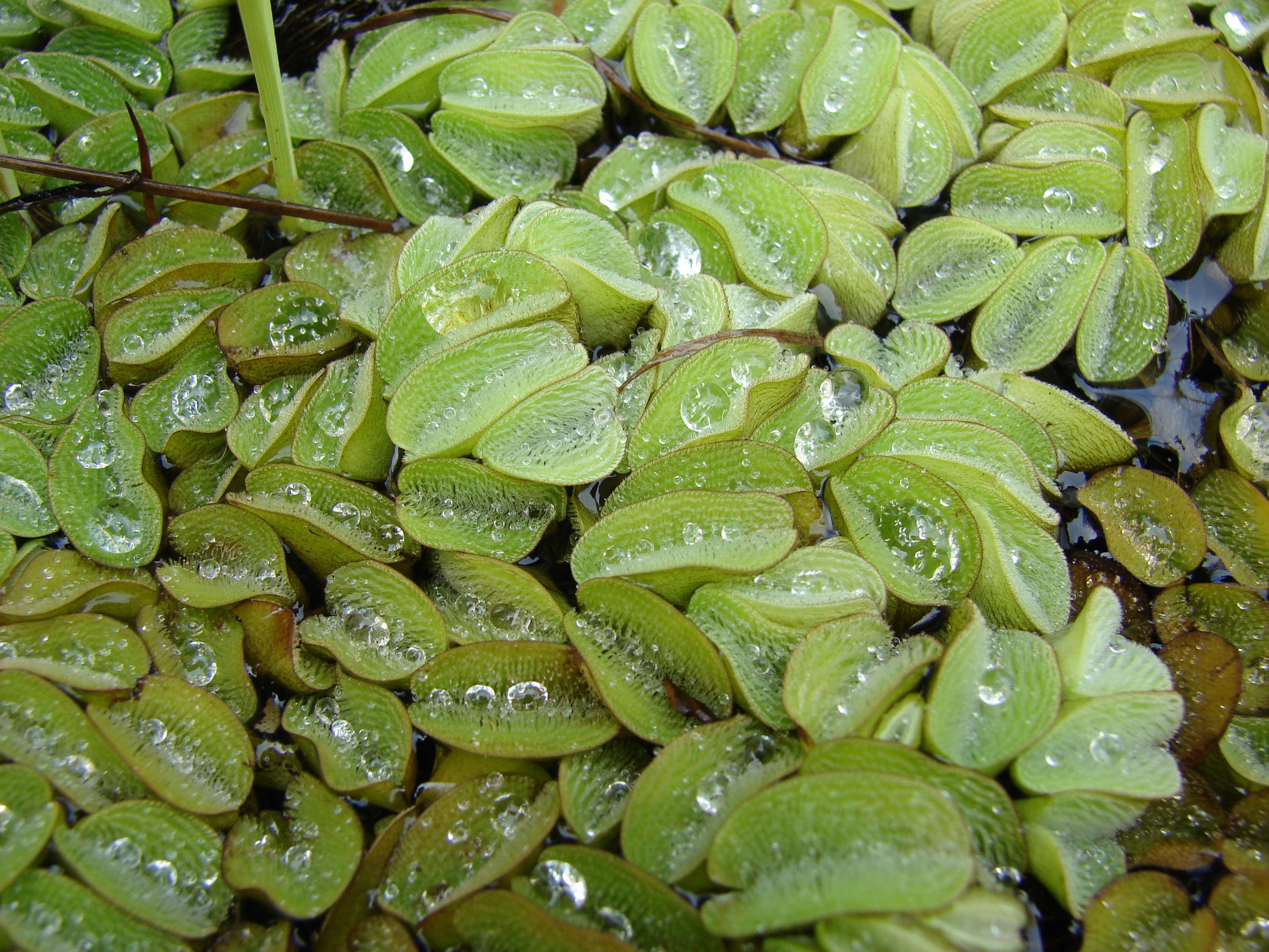 Salvinia (Fougère aquatique)