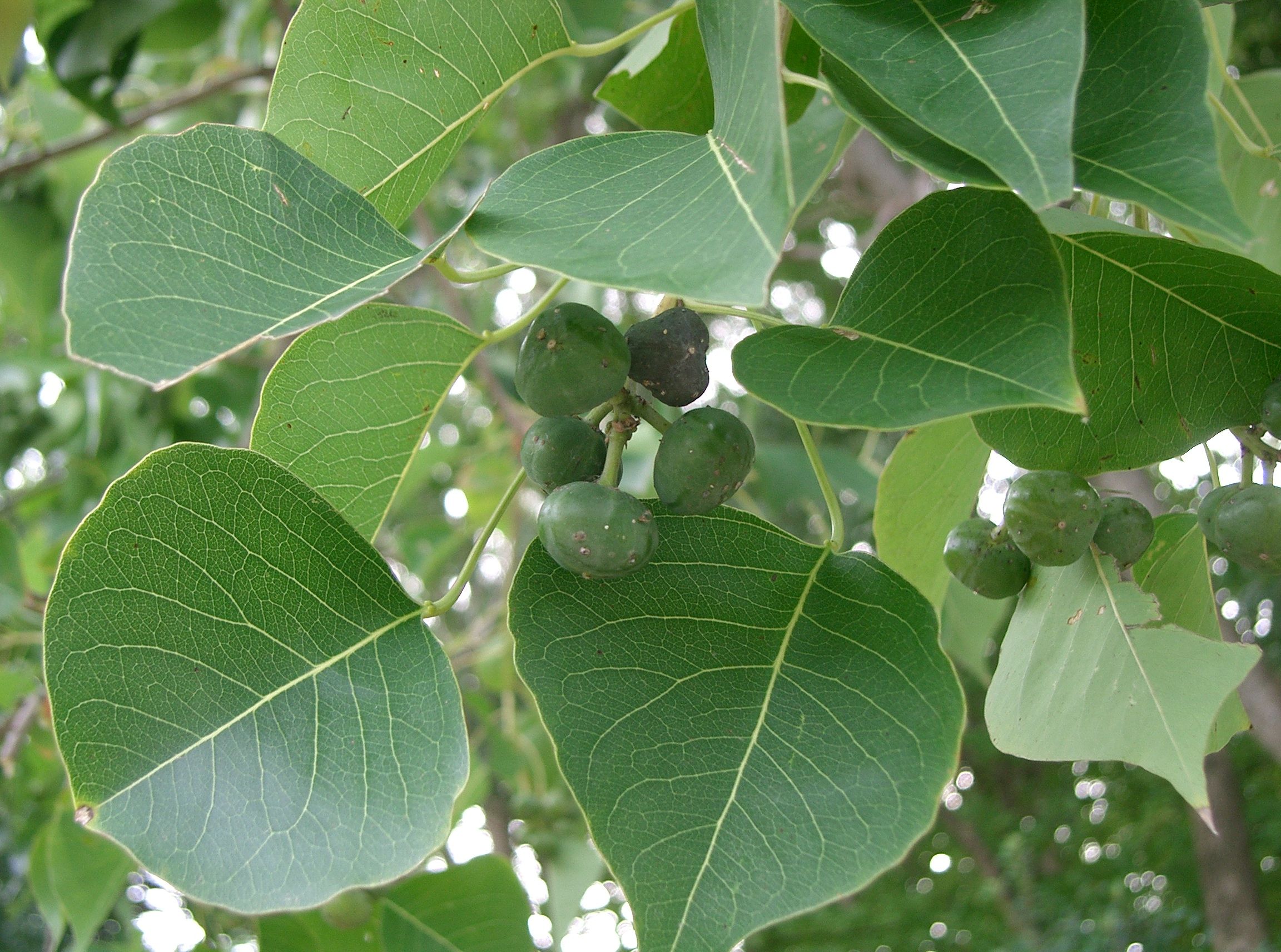 Arbre à suif