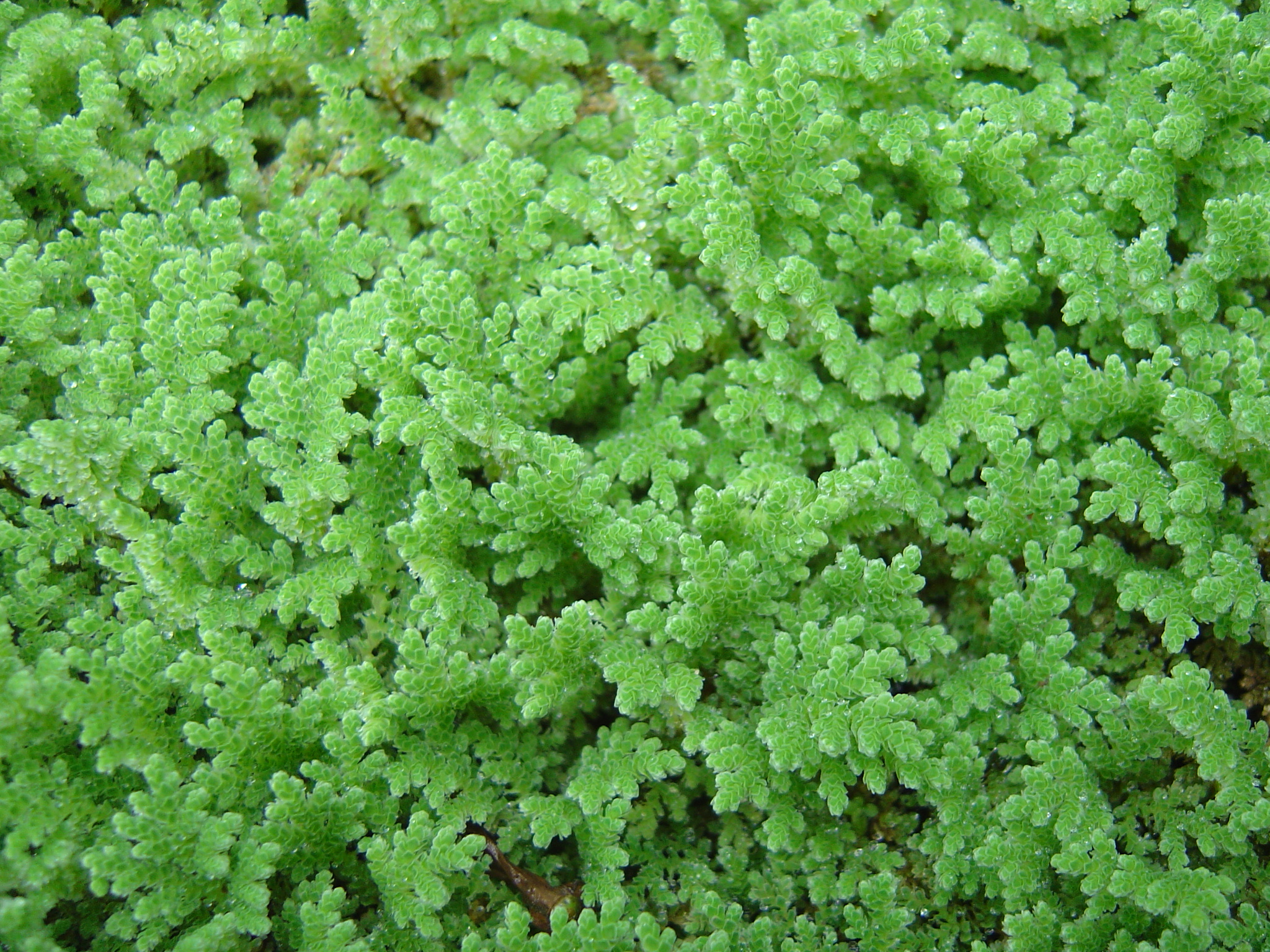 Azolla fausse-filicule