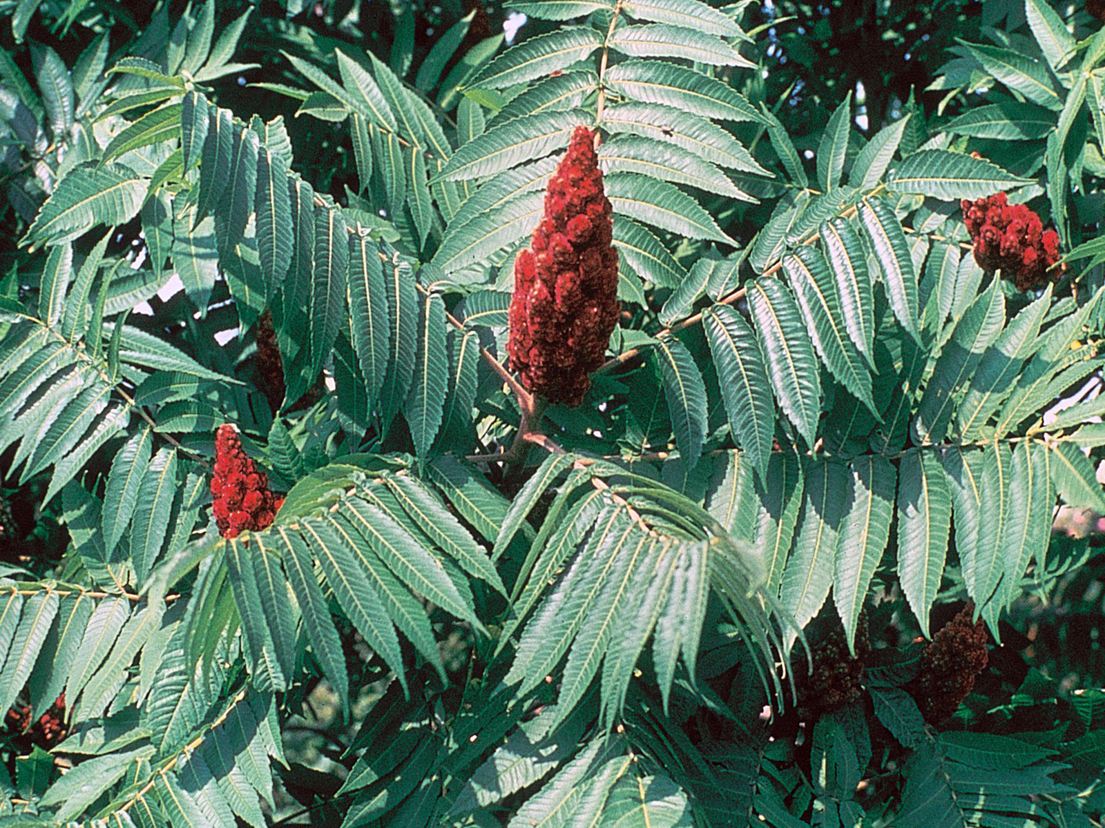 Sumac de Virgine